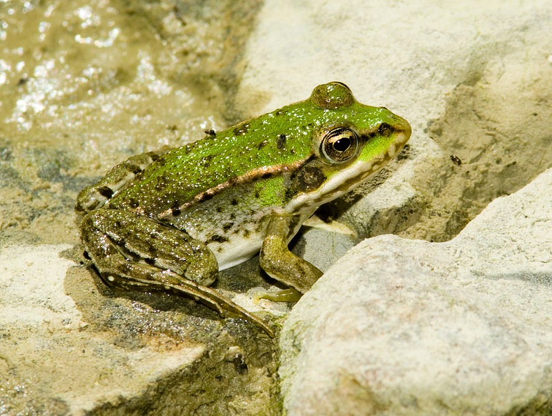 Anfibi in Gravina - Pelophylax sp. (prov. Taranto)